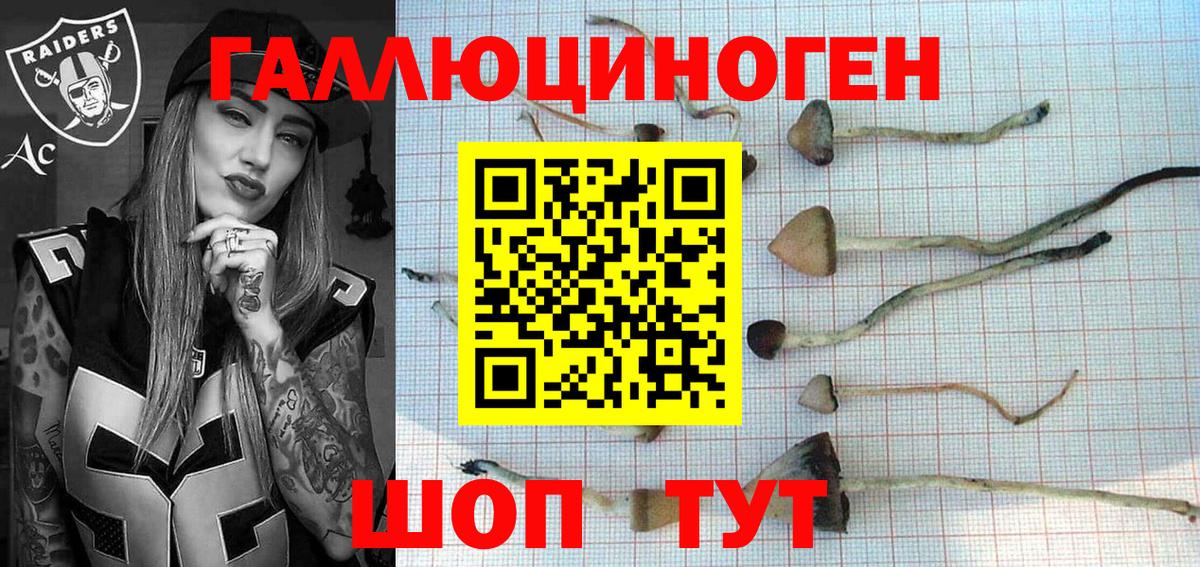 Кизилюрт  Галлюциногенные грибы Psilocybe  Вход с VPN 